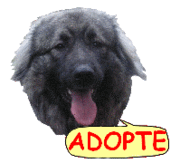 adopt!!